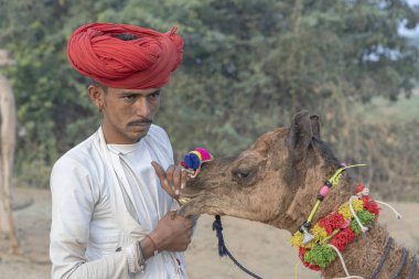 Pushkar, Hindistan - 15 Kasım 2018: Hintli adam ve deve çölde Pushkar Camel Mela sırasında kutsal şehir Pushkar, Rajasthan, Hindistan yakınlarında. Bu fuar dünyanın en büyük deve ticaret fuarı.