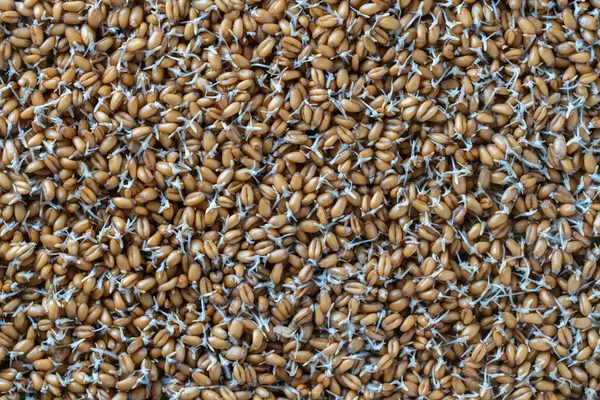 Background Germinated Wheat Grains Close Top View Healthy Food Concept — Stock Photo, Image