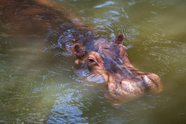 Su aygırı, ya da su aygırı, çoğunlukla otçul memeli su kapatın