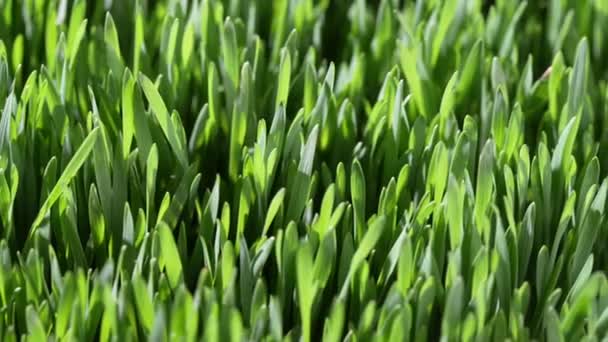 Фон Зеленого Прорастающего Зерна Пшеницы Закрывается Вращается Концепция Здорового Питания — стоковое видео