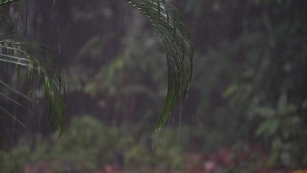 Тропические Капли Дождя Падают Большие Зеленые Пальмовые Листья Летний День — стоковое видео