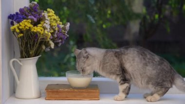 Pencerenin kenarındaki cam kaseden süt içen sevimli küçük gri kedi, kapat.