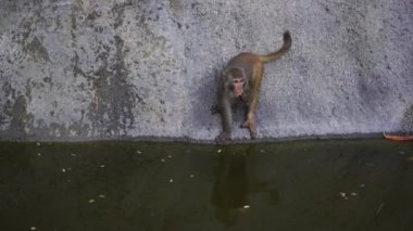 Wild monkey family on rock with pond near city Da Nang, Vietnam. Wild monkeys in the nature