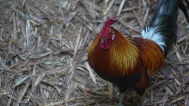 Petit Coq Avec Croix Rouge Dans Cour Thaïlande Gros Plan — Video