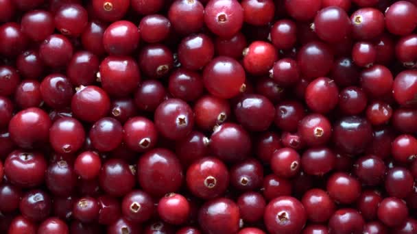 Harvest Red Fresh Cranberry Close Top View Beautiful Texture Red — 비디오