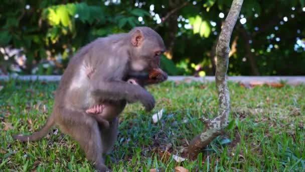 Vahşi Maymun Anne Bebeğiyle Parkta Turistlerin Danang Vietnam Verdiği Yemekleri — Stok video