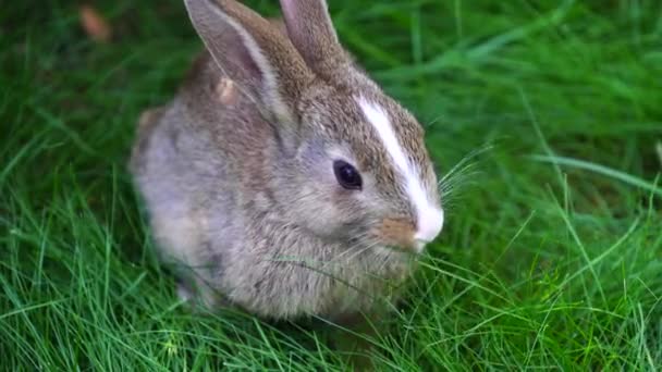 年轻可爱的兔子在绿草上吃着 走近点 动物与自然的概念 乌克兰基辅 — 图库视频影像