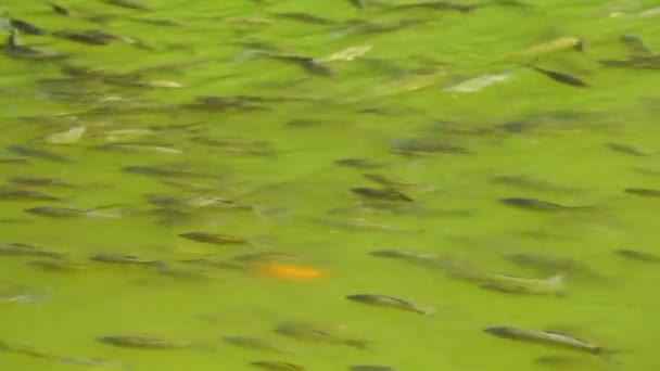 Big Stock Gray Crucian Carp Very Shallow Water River Sunny — Stock Video