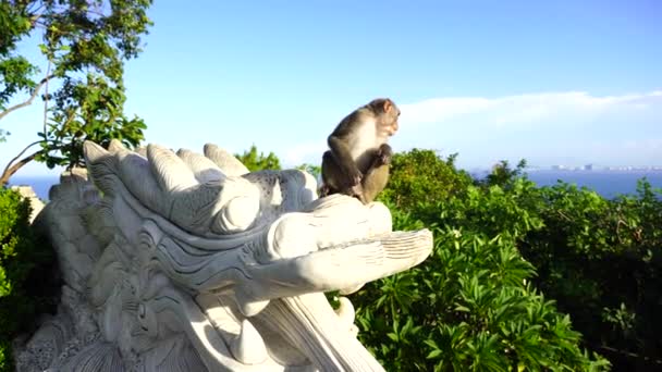 Retrato Mono Salvaje Sentado Una Escultura Piedra Dragón Templo Budista — Vídeo de stock