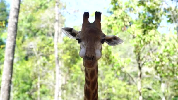 Zamknij Portret Głowy Żyrafy Naturze Dzikie Zwierzęta Afrykańskie — Wideo stockowe