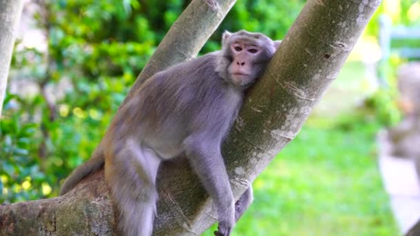 Wild Monkey Family Rainforest City Nang Vietnam Wild Monkeys Nature — Stockvideo