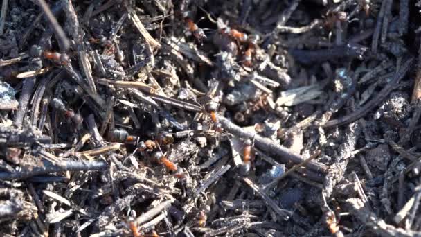 Velký mraveniště v lese. Velký mraveniště s kolonií mravenců v letním lese. Mravenci na mraveništi v lese detailní záběr, makro