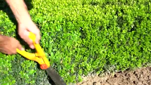 Een Tuinman Knipt Struiken Met Een Schaar Zomertuin Handen Van — Stockvideo