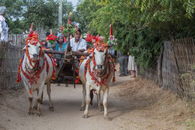Bagan, Myanmar, Burma - 21 Ocak 2016: 20 yaşından küçük bir çocuğun samanera keşfi münasebetiyle düzenlenen bağış törenine katılan bufalo ve yerel halk