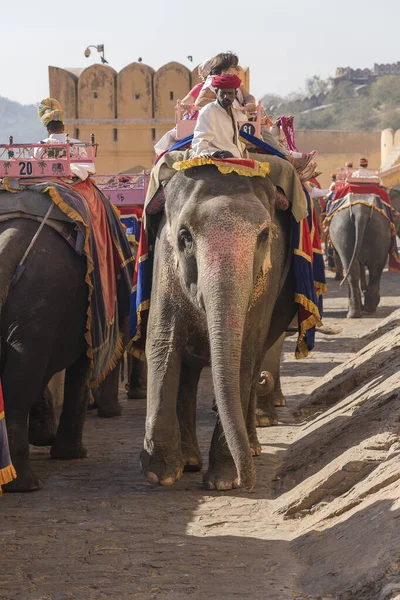 Jaipur Indie Listopadu 2018 Dekorovaní Sloni Jezdí Turistech Silnici Amber — Stock fotografie