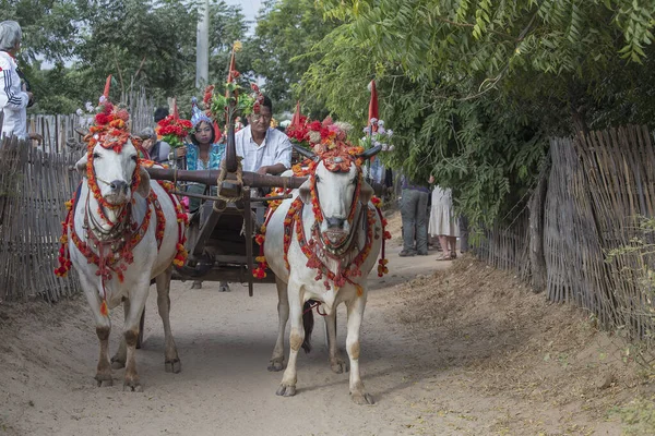 Bagan, Myanmar, Burma - 21 Ocak 2016: 20 yaşından küçük bir çocuğun samanera keşfi münasebetiyle düzenlenen bağış törenine katılan bufalo ve yerel halk