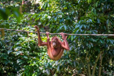 Borneo, Malezya 'nın yağmur ormanlarında nesli tükenmekte olan vahşi bir orangutan yaklaşıyor. Doğada Orangutan dağ yamağı