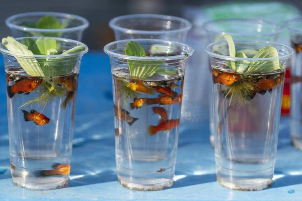 Tayland 'da bir sokak pazarında satılık plastik bardakta suda yaşayan dekoratif balıklar.