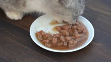 Şirin küçük gri kedi beyaz tabaktan ıslak yiyecekler yiyor. Yaklaş. Sağlıklı kedi iştahla yemek yer.