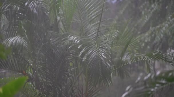 熱帯雨林の大きな緑のヤシの葉の上に夏の日には島のコ ファン タイでは 閉じるまで落ちる アジアの梅雨 — ストック動画