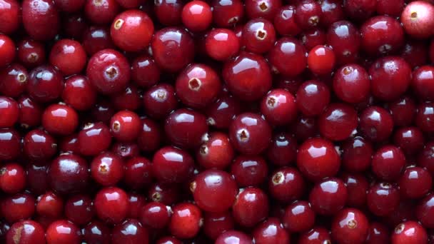 赤い新鮮なクランベリーを収穫し トップビュー 赤い果実を背景にした美しい食感 — ストック動画