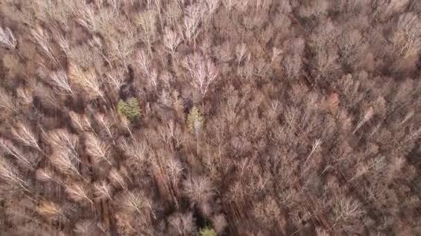 Luftaufnahme Der Herbstlichen Waldlandschaft Bei Sonnigem Tag Natürlicher Hintergrund Von — Stockvideo