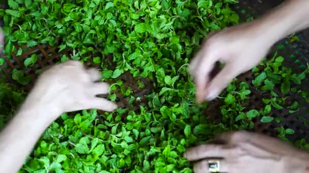 Vietnamesiska Säljare Plockar Gröna Myntablad Gatumarknad Hanoi City Vietnam Närbild — Stockvideo