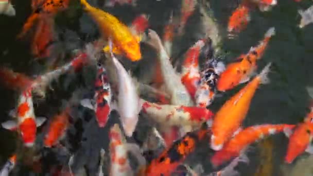 Group Koi Jinli Nishikigoi Brocaded Carp Colored Varieties Amur Carp — Stock Video