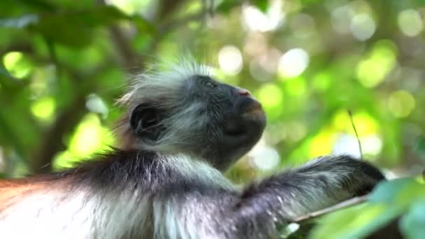 동아프리카 잔지바르 열대림에 나뭇가지에 콜로부스 원숭이 — 비디오