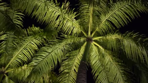 Вид Зеленые Пальмовые Листья Которые Освещены Искусственным Освещением Ночью Сингапур — стоковое видео