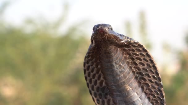 Indiai Kobra Puskarban Indiában Kobra Kígyó Közelkép Portré — Stock videók
