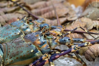 Kota Kinabalu, Borneo Adası, Malezya 'daki sokak yiyecekleri pazarında satılık taze ıstakoz. Deniz ürünlerini kapatın.