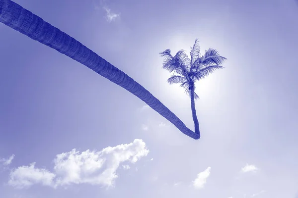 Coconut Palm Tree Curved Hanging Sea Tropical Beach Thailand Palm — Φωτογραφία Αρχείου