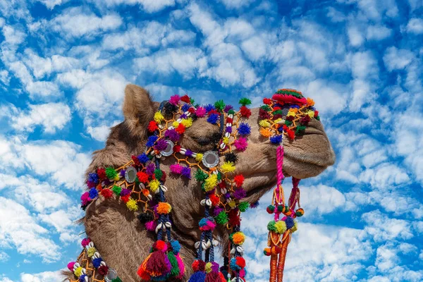 Hindistan 'ın kutsal şehri Pushkar, Rajasthan yakınlarındaki yıllık Pushkar Deve Fuarı sırasında Thar Çölü' nde deve kafası nişanı aldı. Kapat.