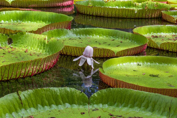 Nénuphar Géant Dans Jardin Botanique Île Maurice Victoria Amazonica Victoria Photo De Stock