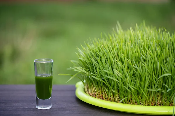 Healthy organic green detox juice from grass of green germinated wheat grains, close up. Green leaves of young wheat and wheatgrass juice in a glass on wooden table