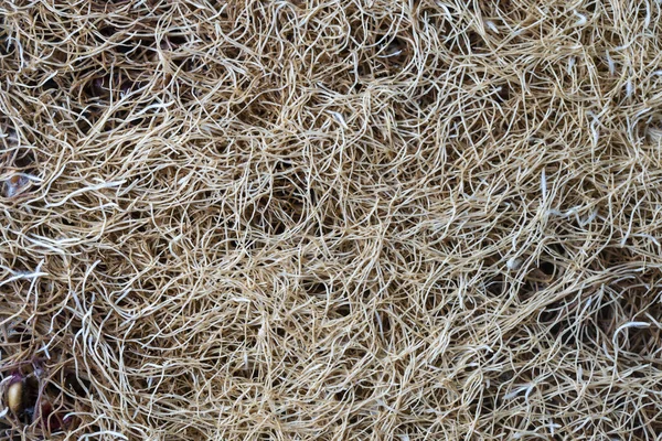 Germinated Wheat Grass Roots Background Close White Roots Plants Sprouted — Stockfoto