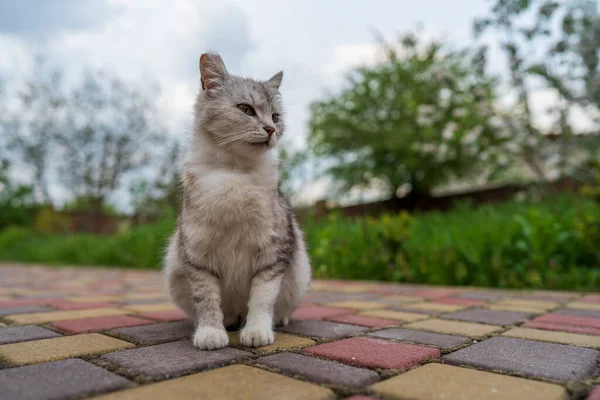 春天的时候 家养的灰猫坐在院子里 靠得很近 — 图库照片