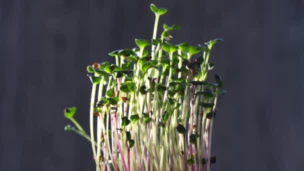Radish Microgreens Black Background Close Seed Germination Home Sprouting Microgreens — 비디오