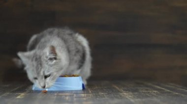Şirin gri kedi, mavi plastik kaseden kurutulmuş yiyecek yiyor. Yaklaş. Sağlıklı kedi iştahla yemek yer.