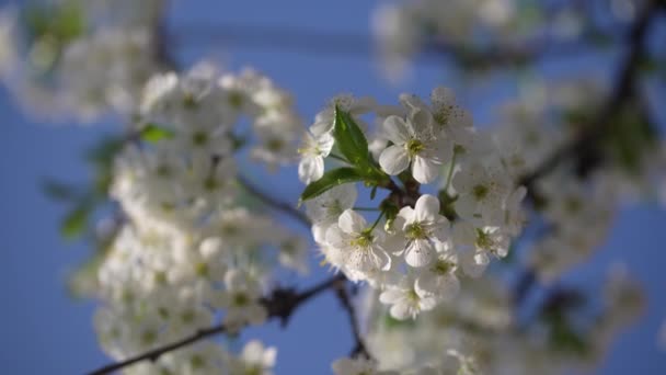 春には白い花を咲かせます 果樹園の開花木 青い空に向かって木の上で風に揺れる花の枝 クローズアップ — ストック動画