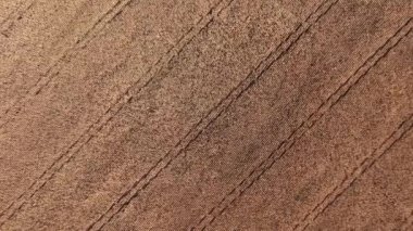 Kuru mısır tarlasında uçuyor, Ukrayna, Avrupa. Güneşli bir günde sonbaharın hava manzarası. Mısır yetiştiriciliği, tarım sektörü