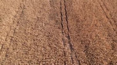 Kuru mısır tarlasında uçuyor, Ukrayna, Avrupa. Güneşli bir günde sonbaharın hava manzarası. Mısır yetiştiriciliği, tarım sektörü