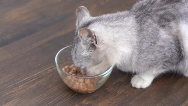 Cute Little Gray Cat Eats Wet Food Glass Bowl Close — Stock Video
