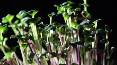 Siyah arka planda turp mikroçipleri, dönüyor, kapanıyor. Evde tohum filizlenmesi. Yeşillik filizleniyor. Vejetaryen ve sağlıklı beslenme konsepti. Organik yiyecekler