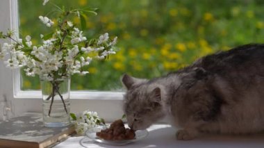 Tatlı gri kedi, pencerenin kenarındaki tabaktan ıslak yiyecekler yiyor. Yaklaş. Sağlıklı kedi iştahla yemek yer.