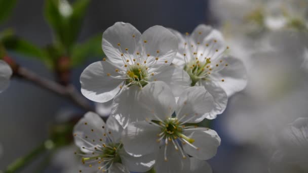 Sprig White Flowers Blooms Pear Tree Blue Sky Close Flowering — стоковое видео