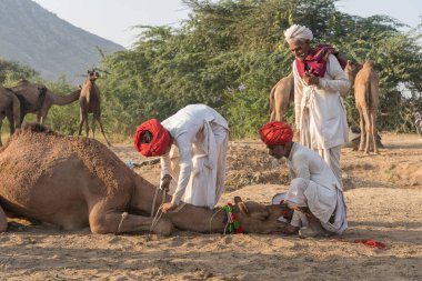 Pushkar, Hindistan - 14 Kasım 2018: Hindistan 'ın kutsal şehri Pushkar, Rajasthan yakınlarındaki Pushkar Camel Mela sırasında çölde yaşayan Hintli erkek ve deve. Bu fuar dünyanın en büyük deve ticaret fuarı.