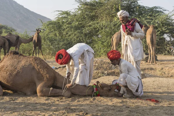 Pushkar Índia Novembro 2018 Homens Camelos Indianos Deserto Thar Durante — Fotografia de Stock