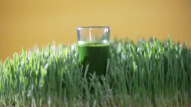 Yeşil filizlenmiş buğday tanelerinin çimenlerinden sağlıklı organik yeşil detoks suyu, yakın çekim, dönüşümlü. Yeşil yapraklar taze buğday ve buğday suyu